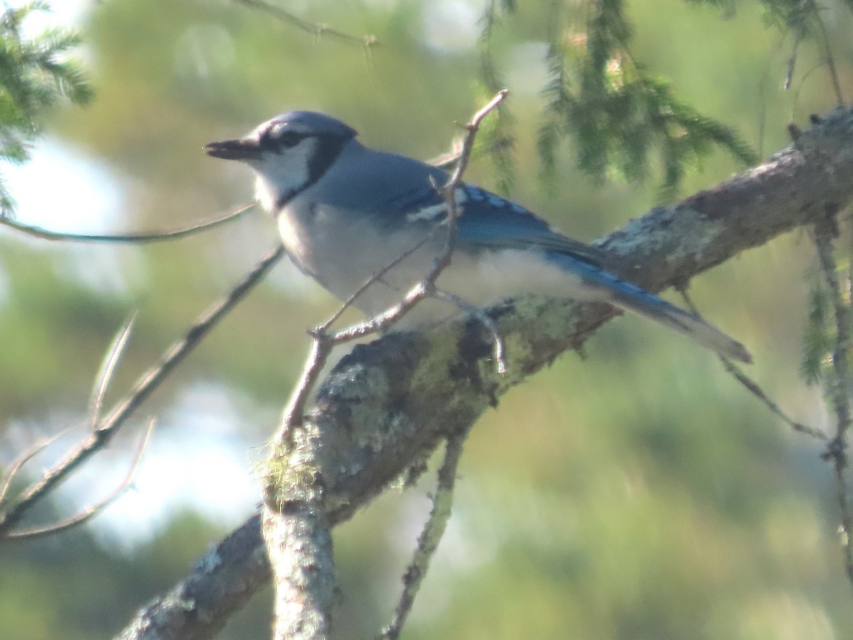 Blue Jay - ML644751834