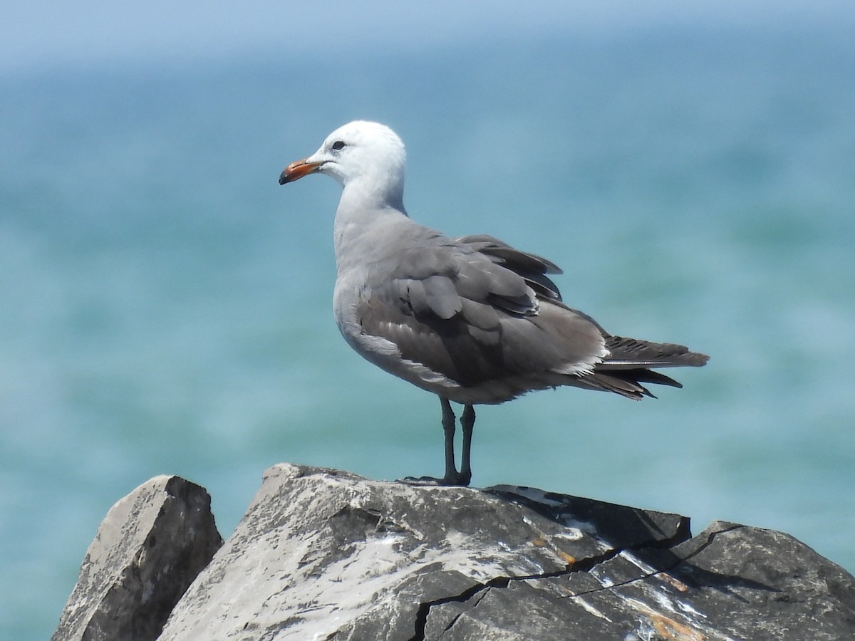 Heermann's Gull - ML644751854