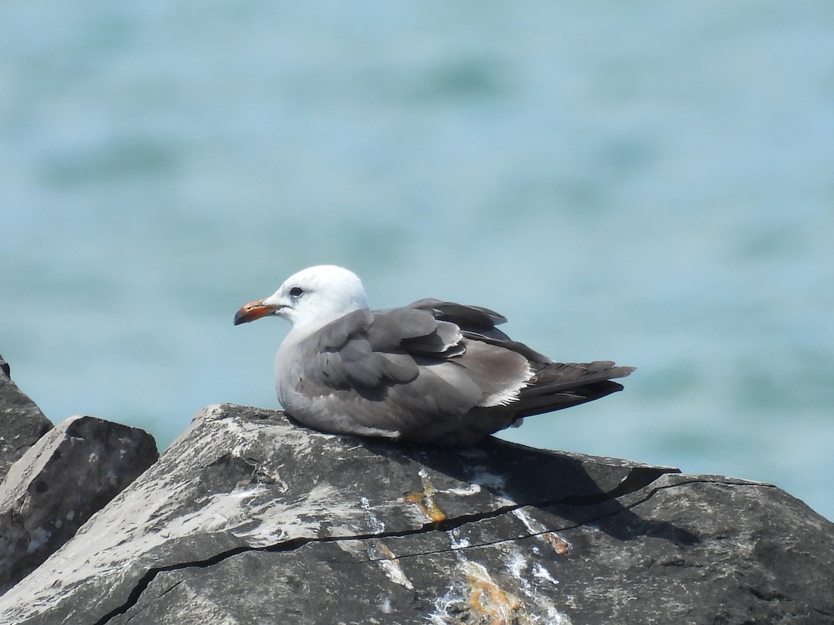 Heermann's Gull - ML644751855