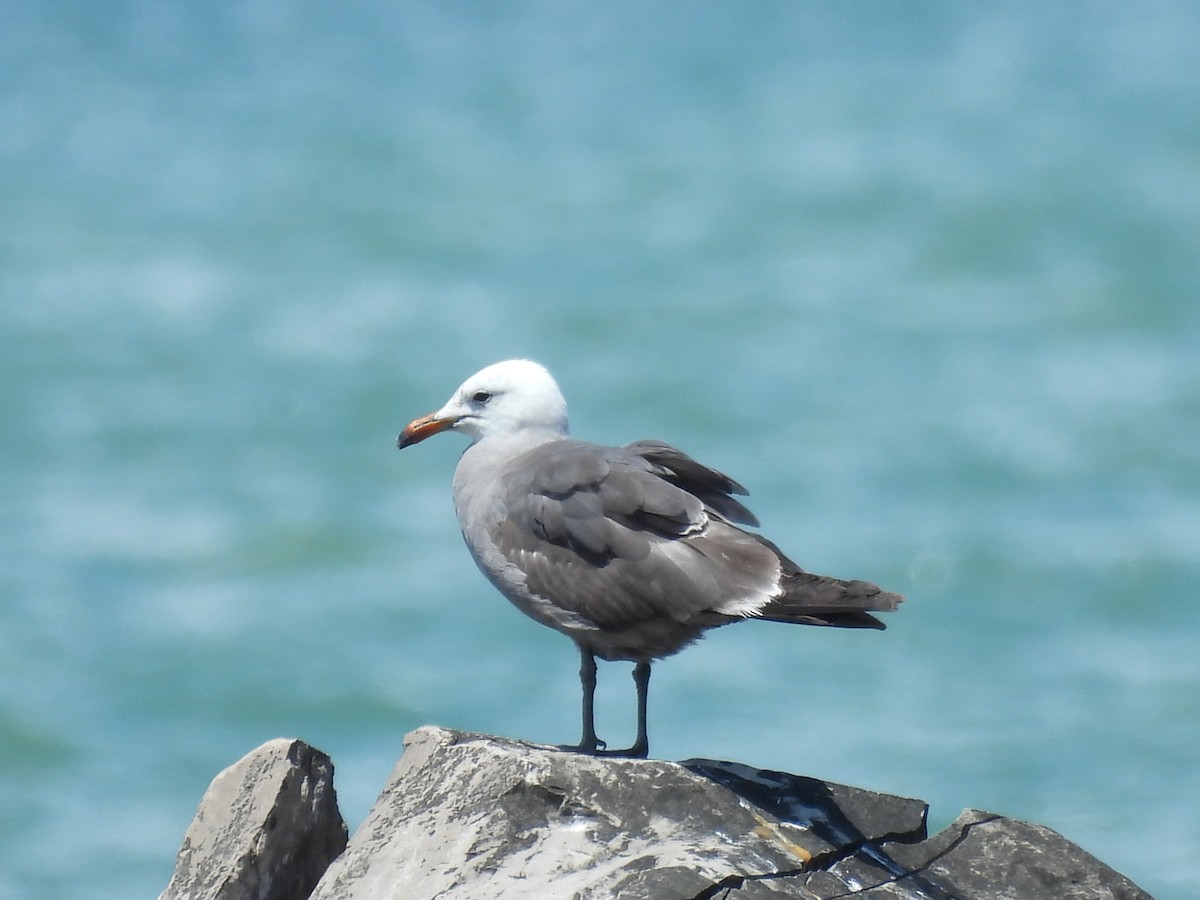 Heermann's Gull - ML644751856