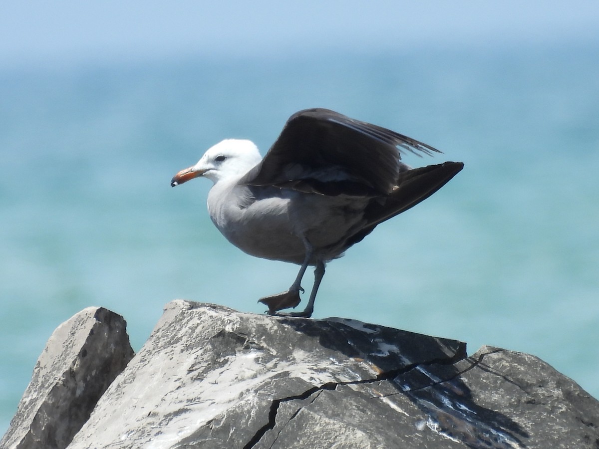 Heermann's Gull - ML644751857