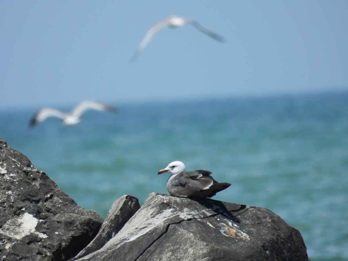Heermann's Gull - ML644751858