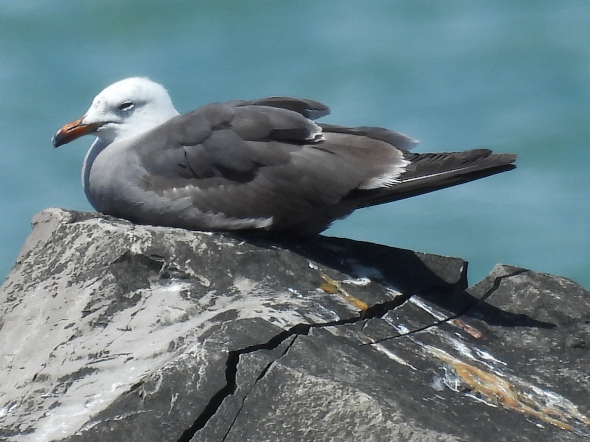 Heermann's Gull - ML644751859