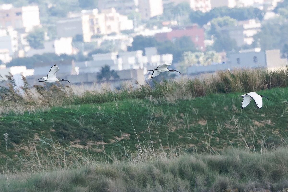 African Sacred Ibis - ML644751861