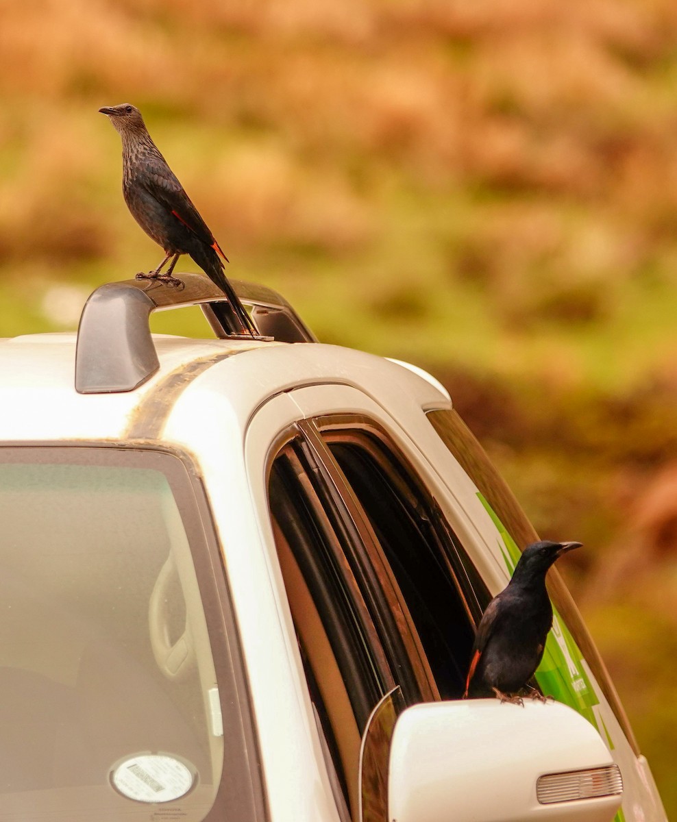 Red-winged Starling - ML644751863