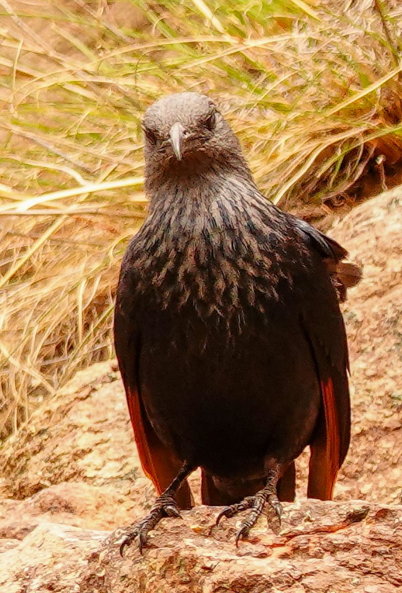 Red-winged Starling - ML644751864
