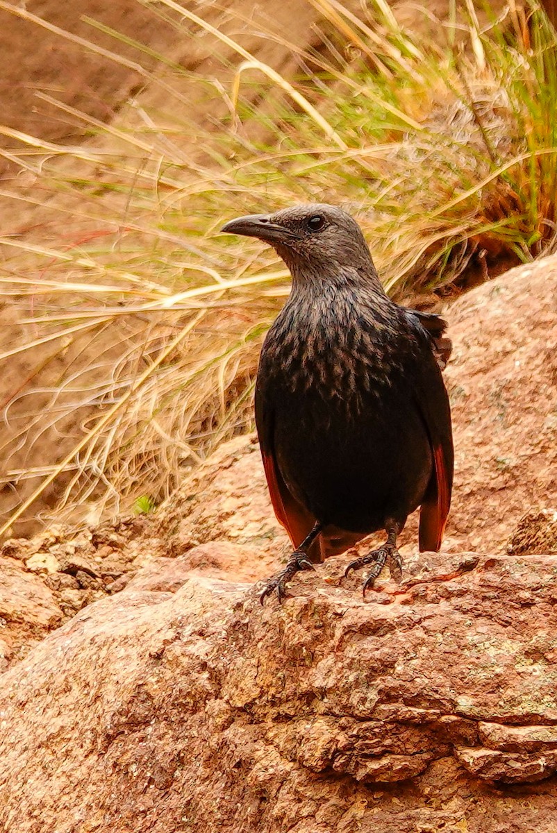 Red-winged Starling - ML644751865