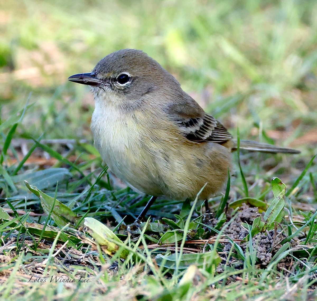 Paruline des pins - ML644751868