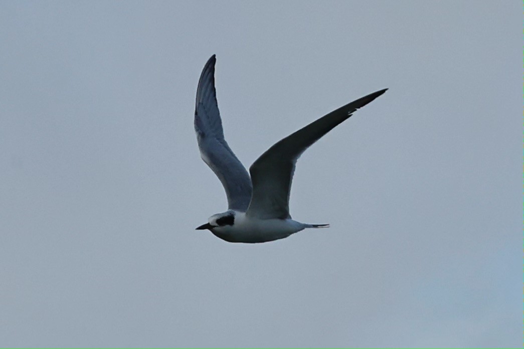 rybák severoamerický - ML644751869