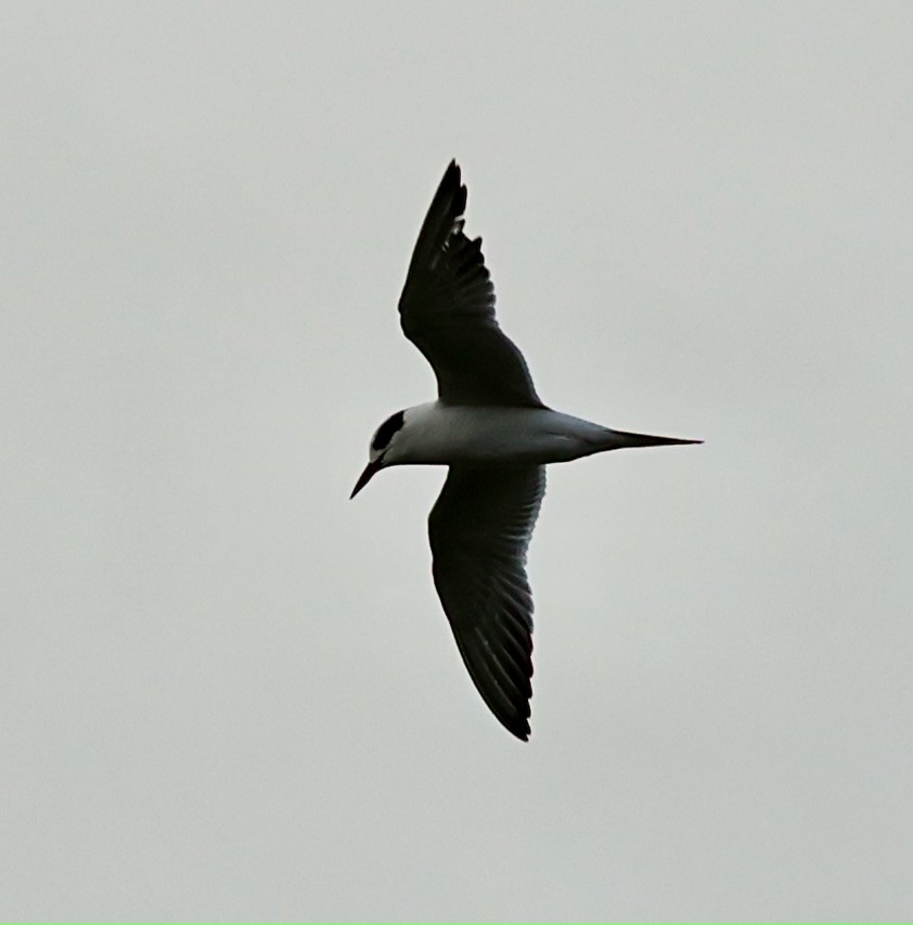 rybák severoamerický - ML644751870