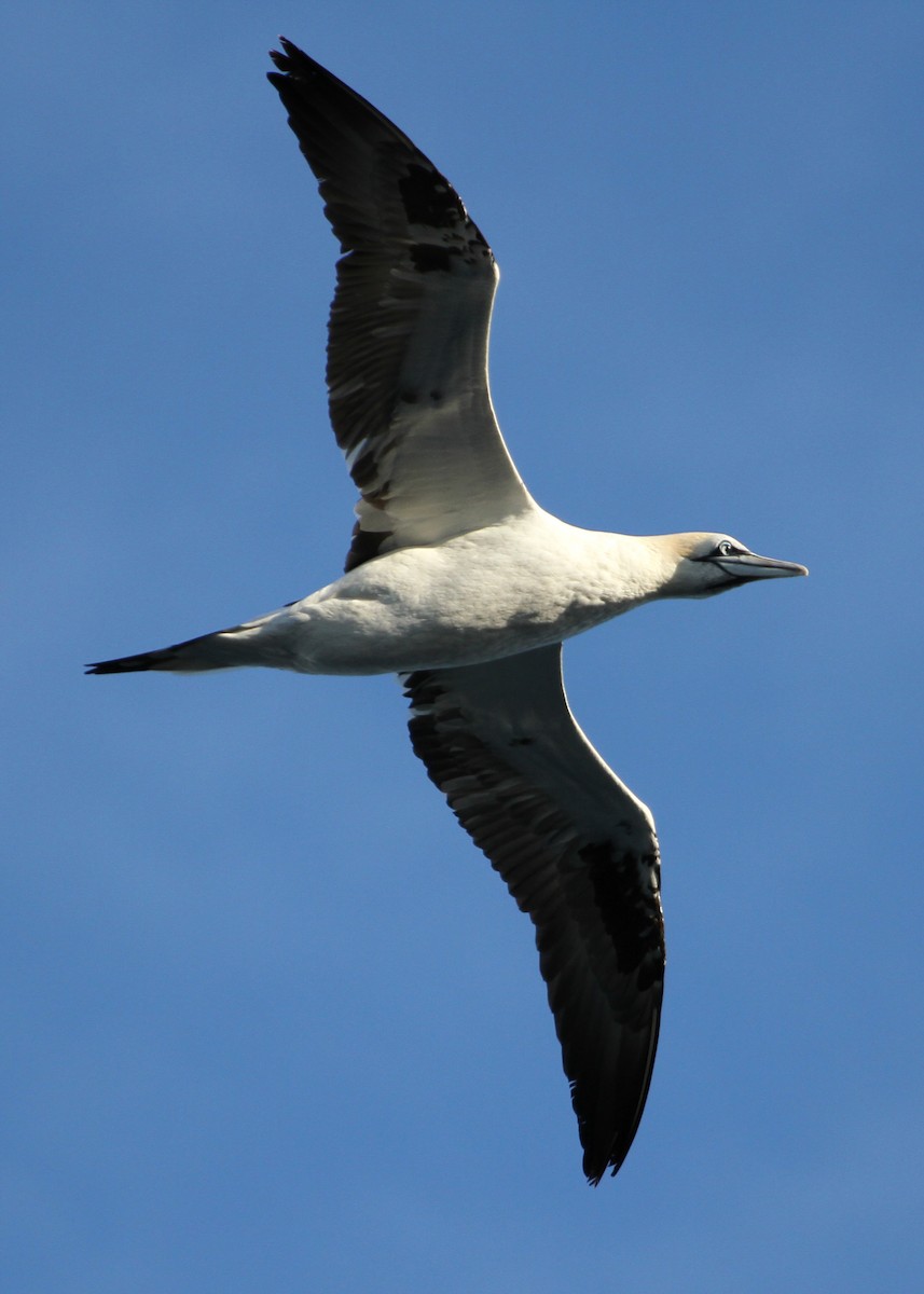Northern Gannet - ML644751871