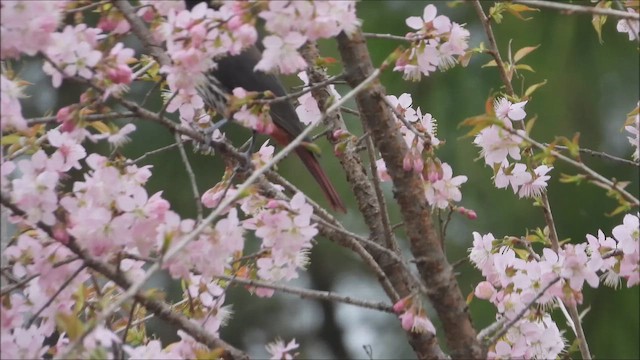 Loriot pourpré - ML644751876