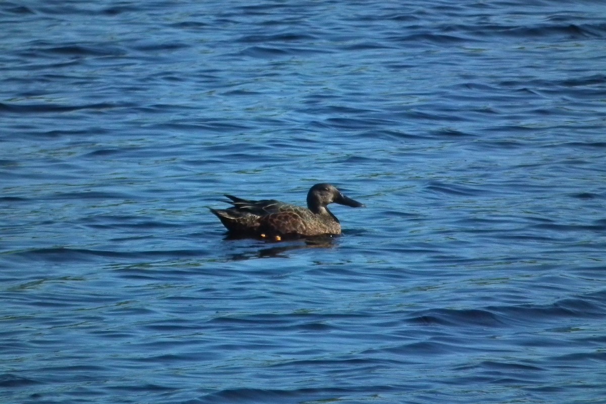 Австралийская широконоска - ML644751878