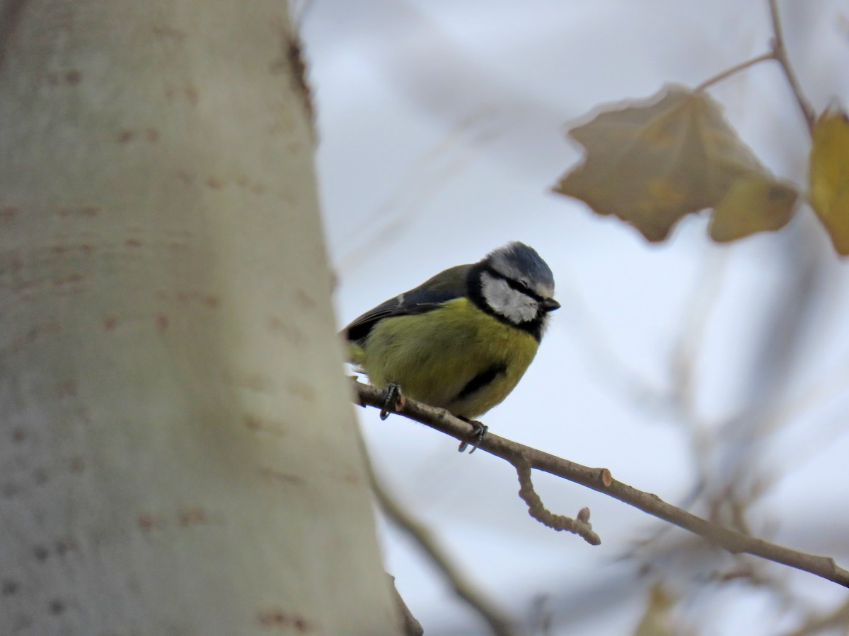 sýkora modřinka - ML644751879