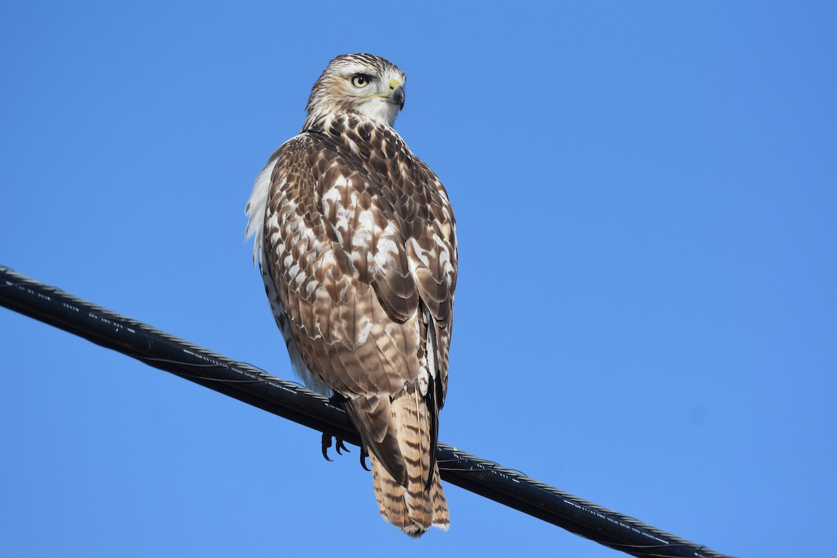 Red-tailed Hawk - ML644751881