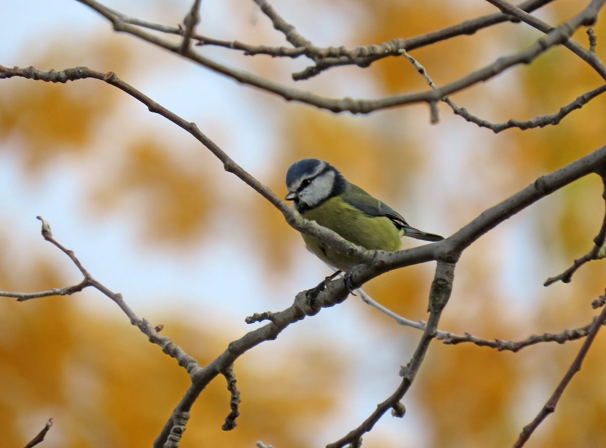 sýkora modřinka - ML644751898