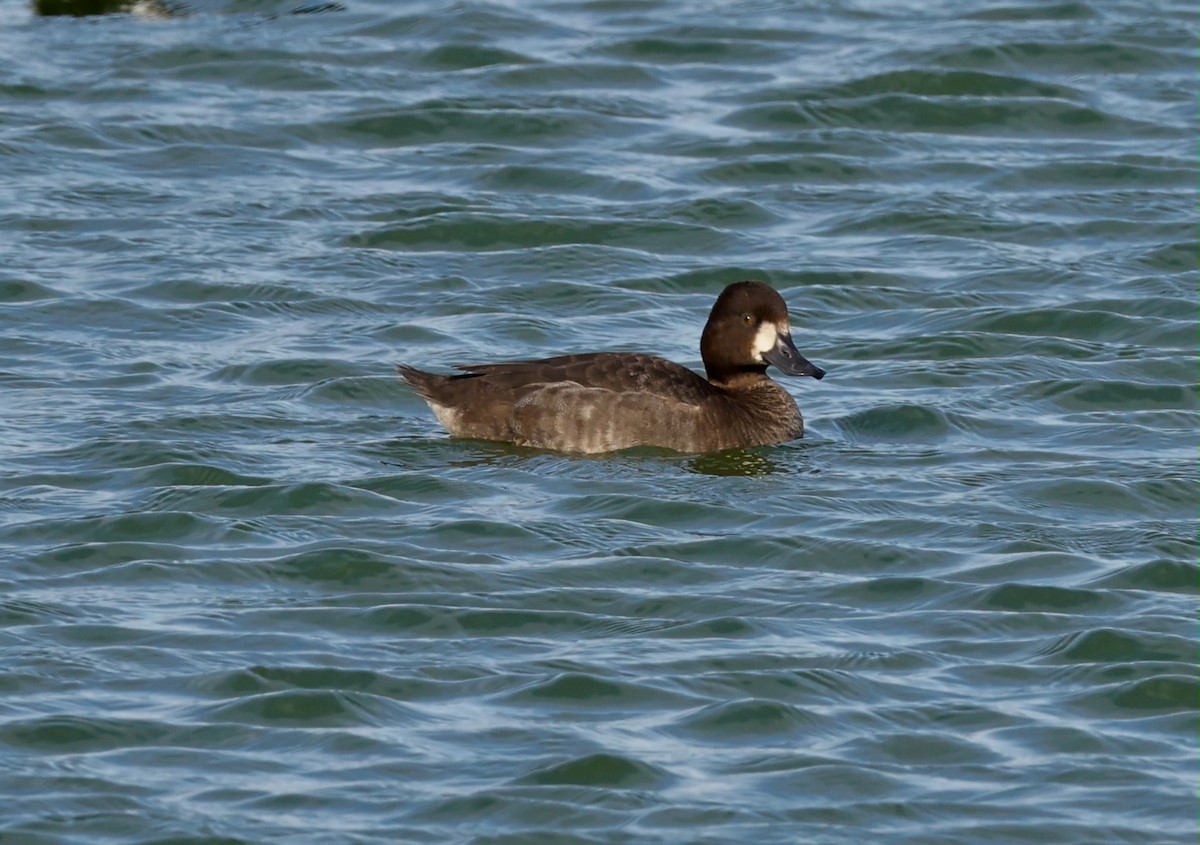 polák vlnkovaný - ML644751904