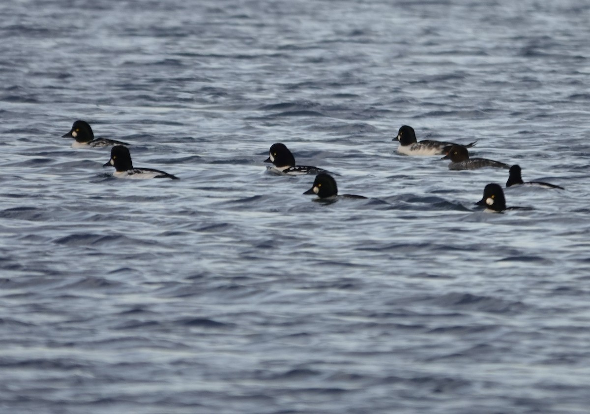 Barrow's Goldeneye - ML644751917