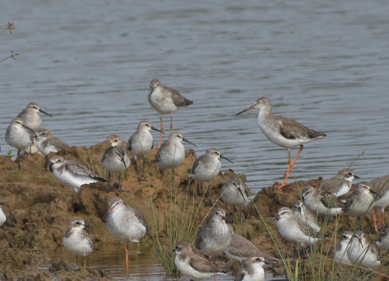 Txirri kurlinta - ML644751918