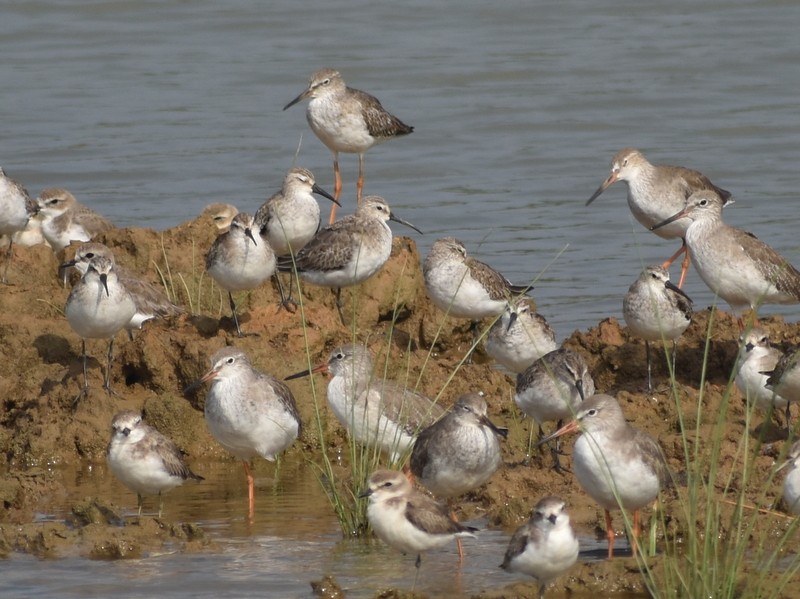 Txirri kurlinta - ML644751919