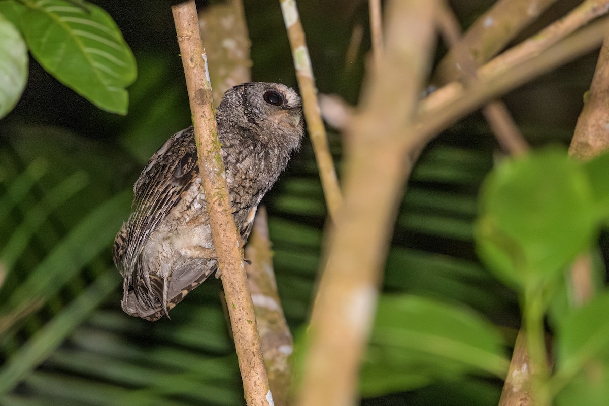 Autillo Capirotado - ML644751921