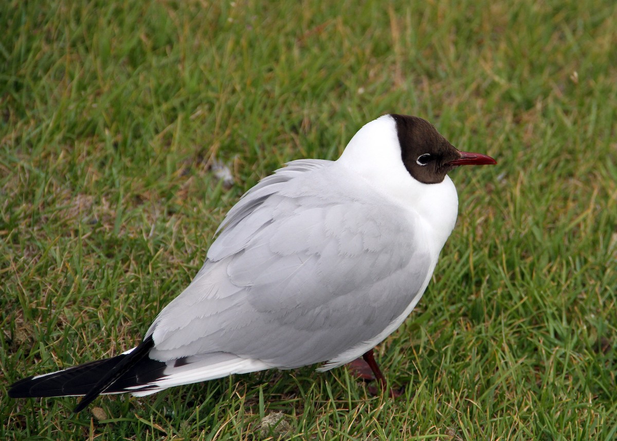 Black-headed Gull - ML644751929
