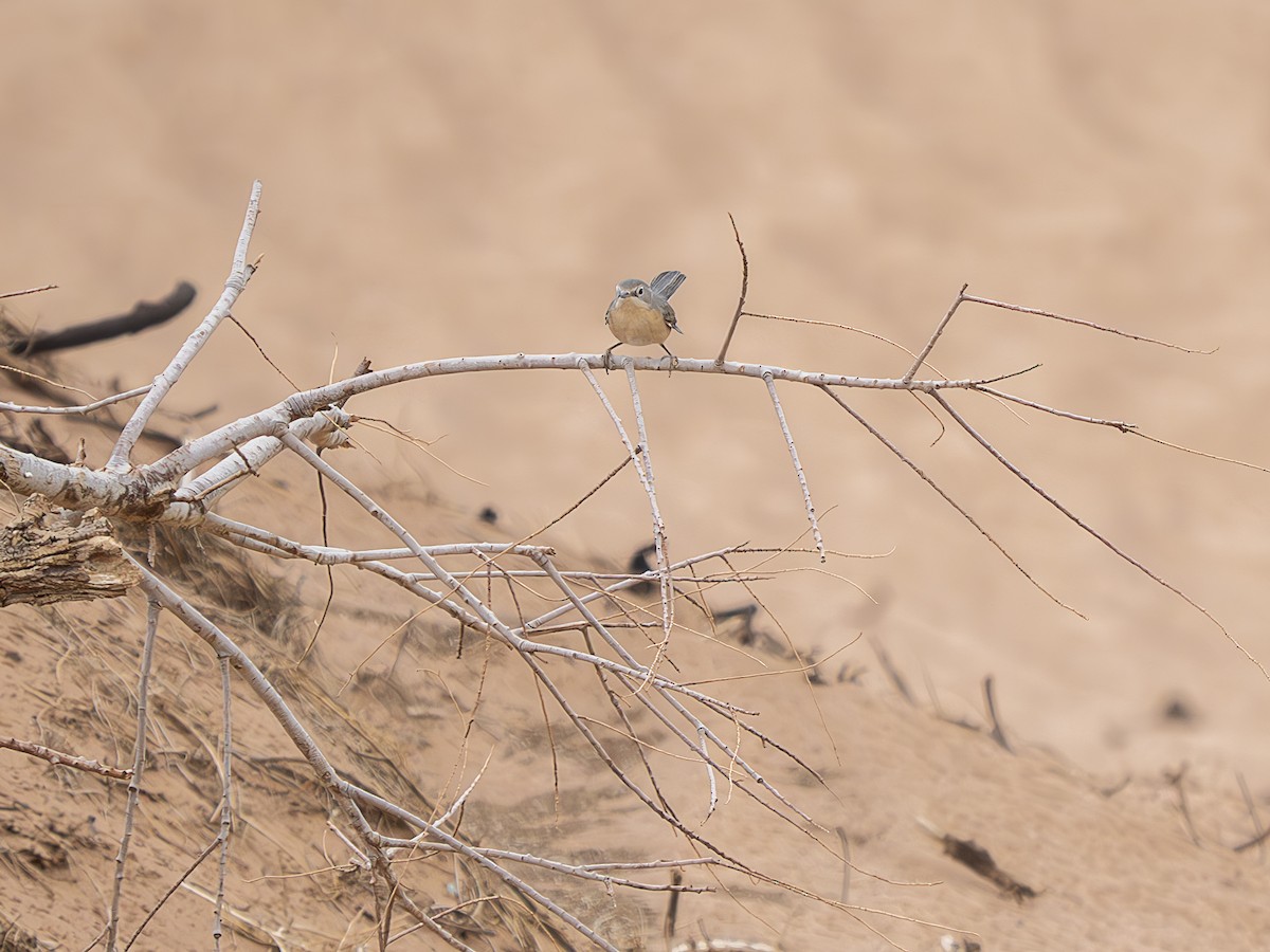 Fauvette passerinette - ML644751931