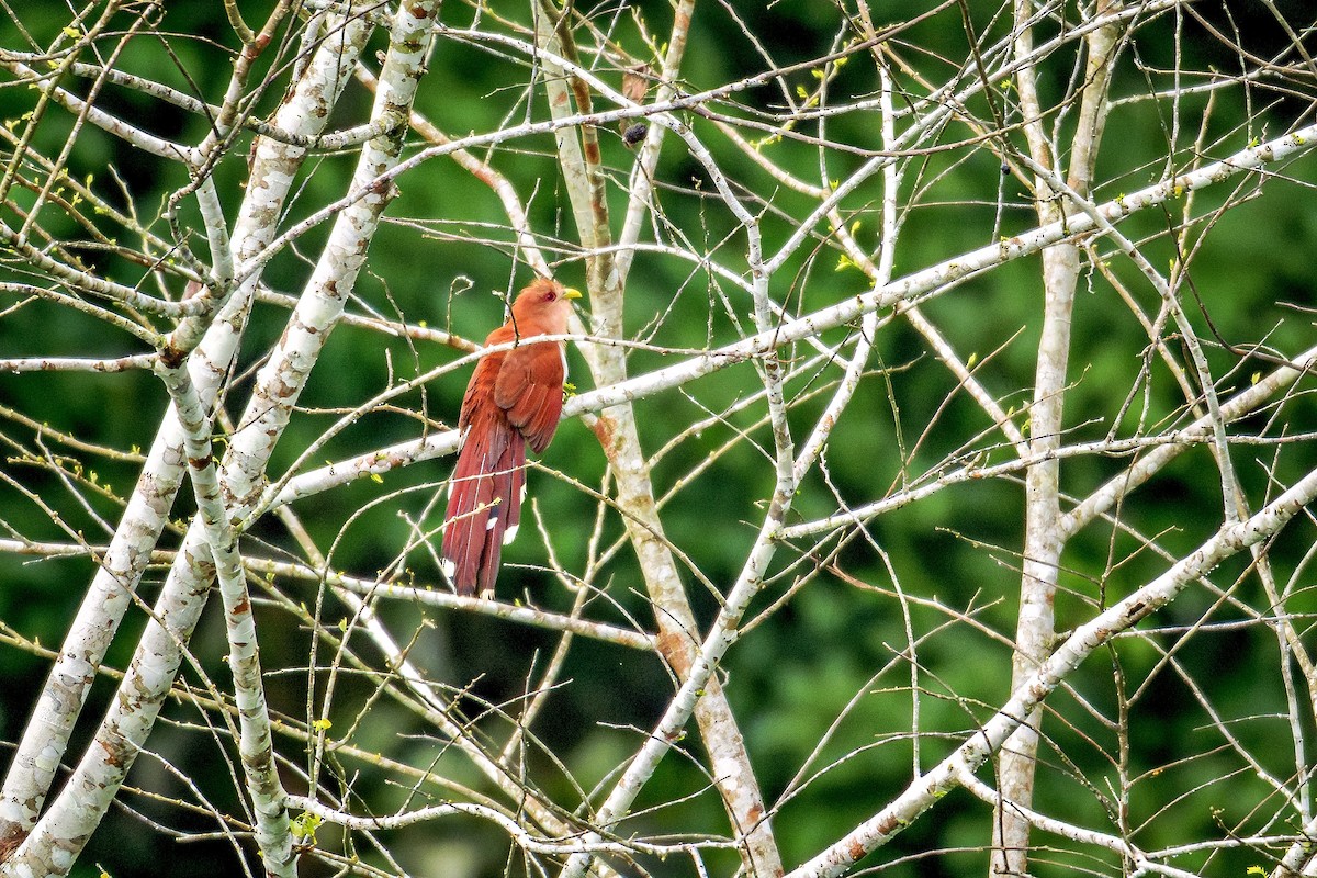 Common Squirrel-Cuckoo - ML644751939