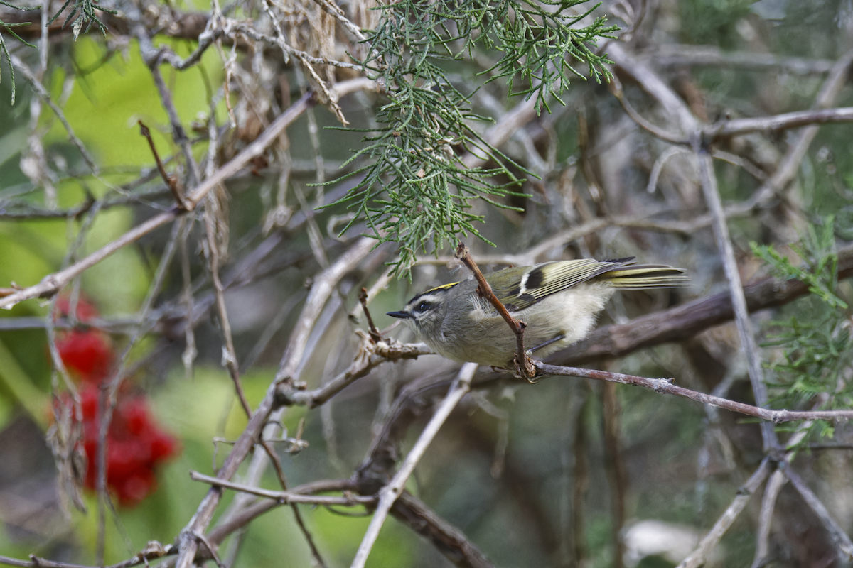 Golden-crowned Kinglet - ML644751940