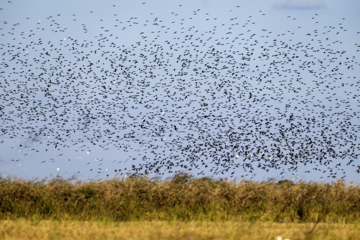 Çeltikçi/Ak Yüzlü Çeltikçi - ML644751943