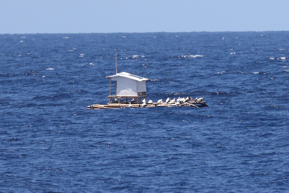 סולה אדומת-רגל - ML644751944