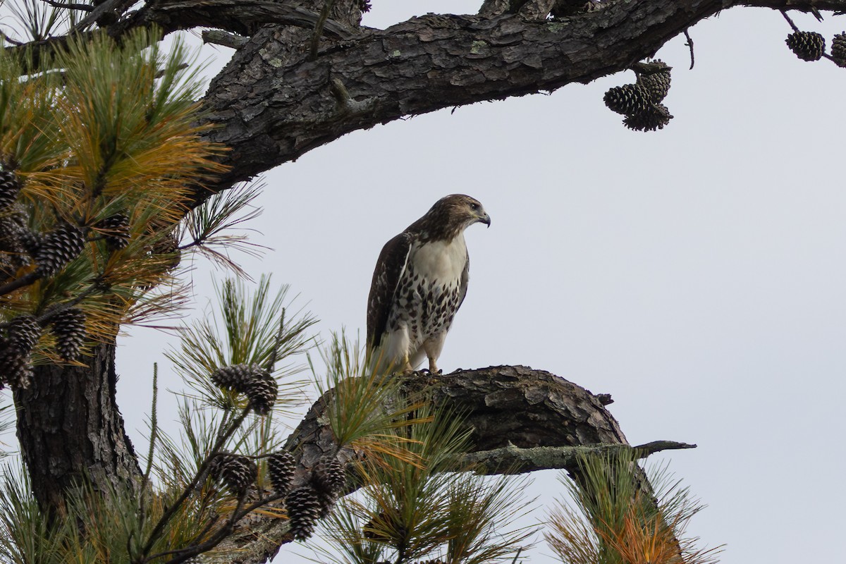Red-tailed Hawk - ML644751946