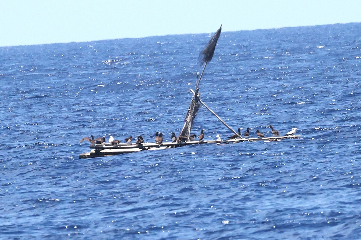Brown Booby - ML644751951