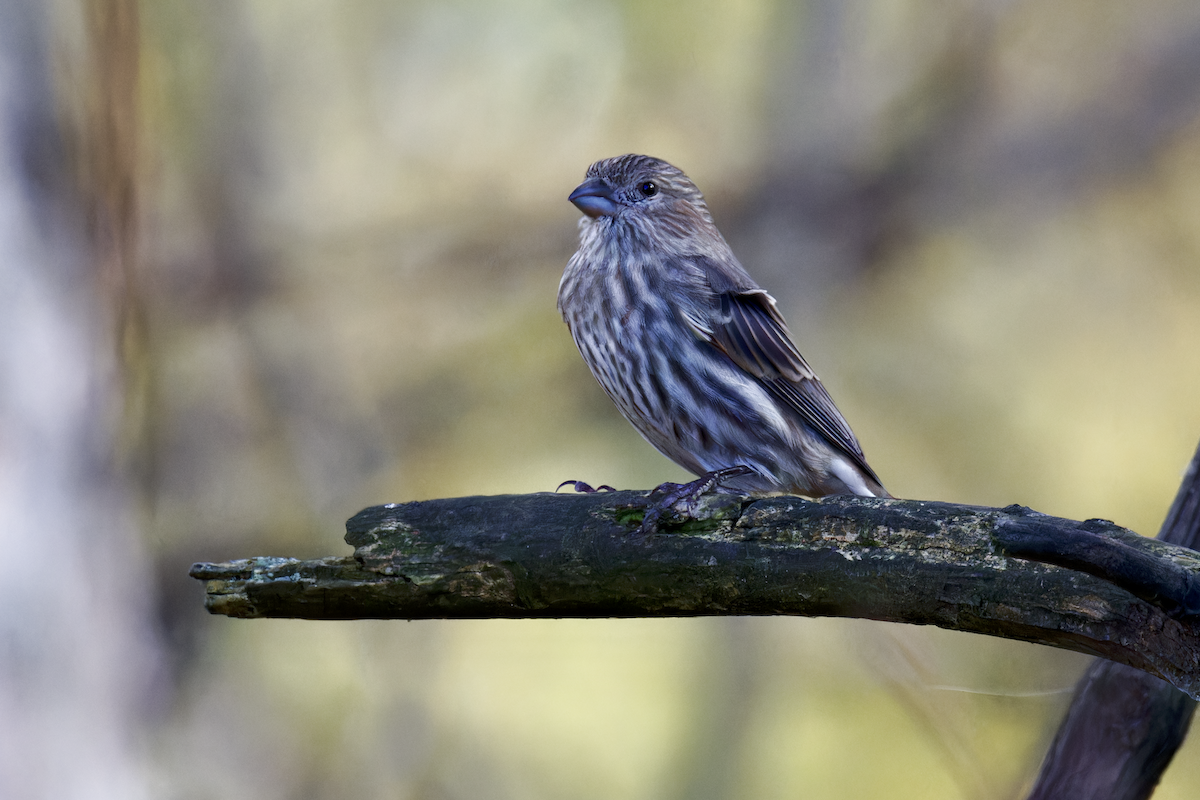 House Finch - ML644751954
