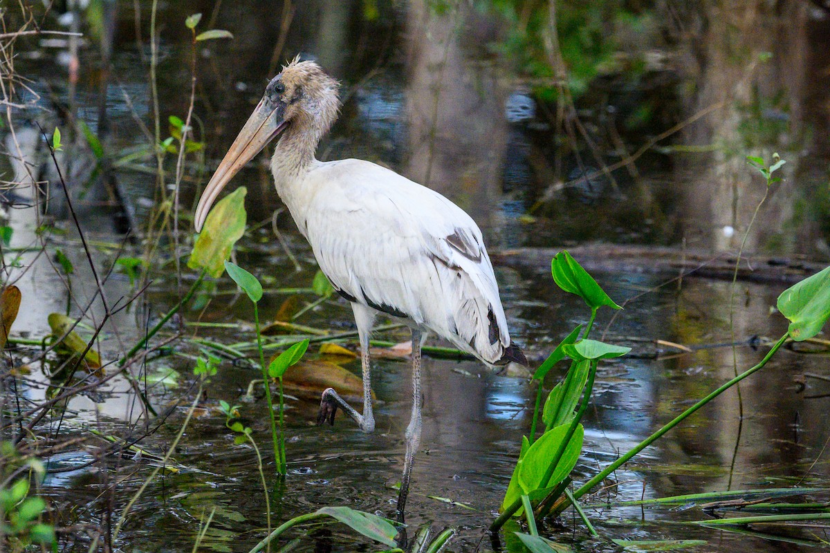 Wood Stork - ML644751963