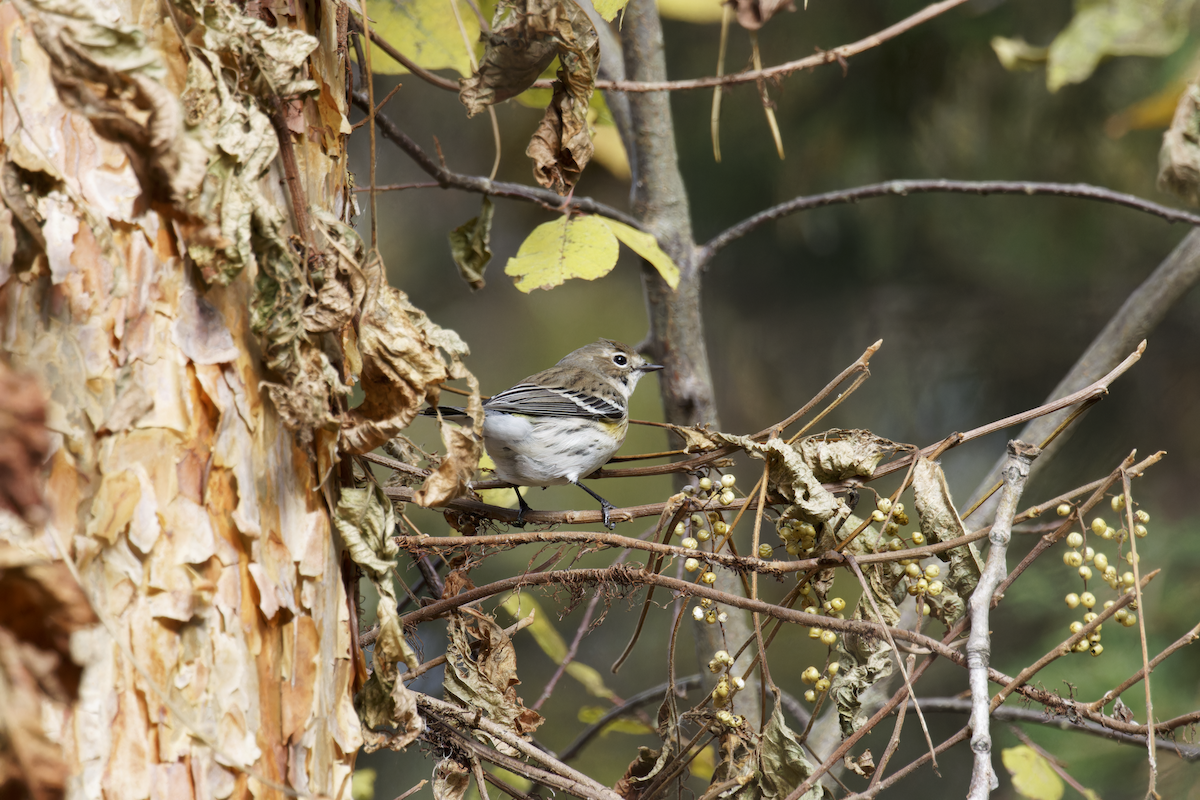 Yellow-rumped Warbler (Myrtle) - ML644751965