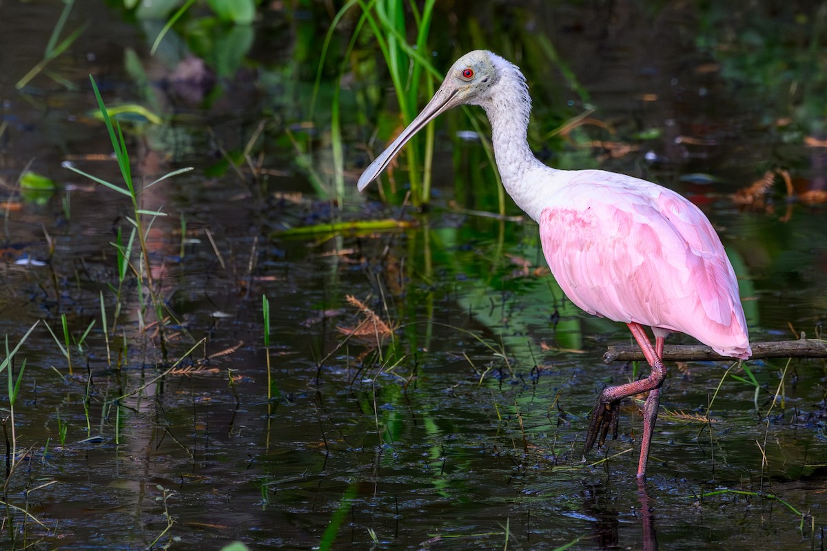 Roseate Spoonbill - ML644751973