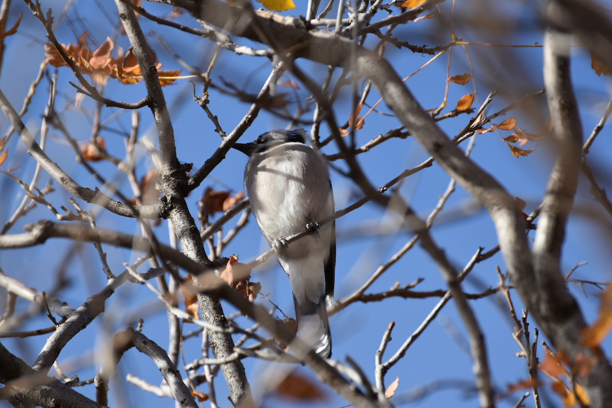 Blue Jay - ML644751976