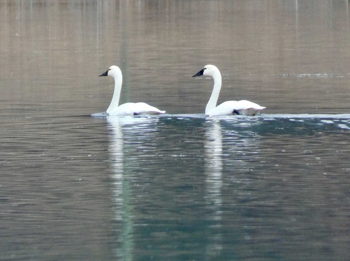 Tundra Swan - ML644751977