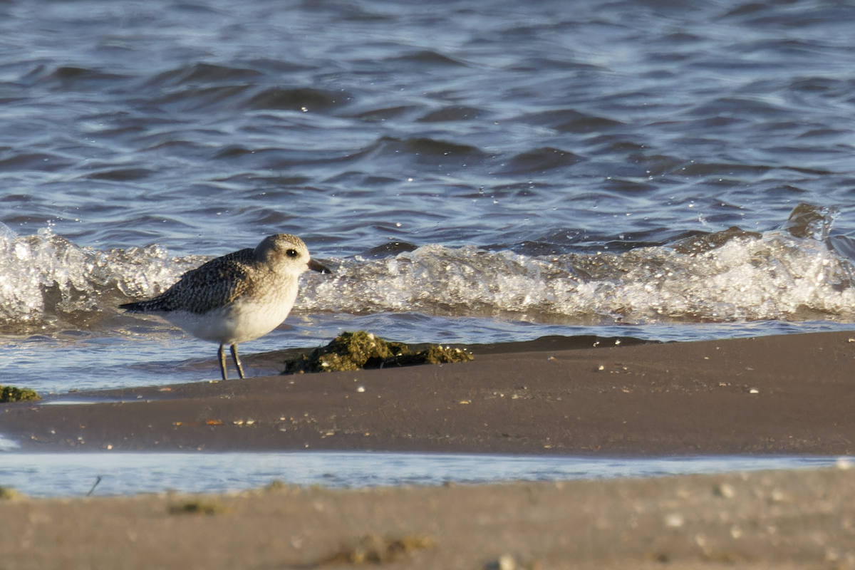 Black-bellied Plover - ML644751978