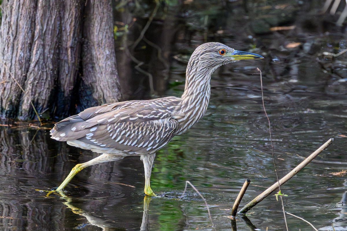 Black-crowned Night Heron - ML644751979