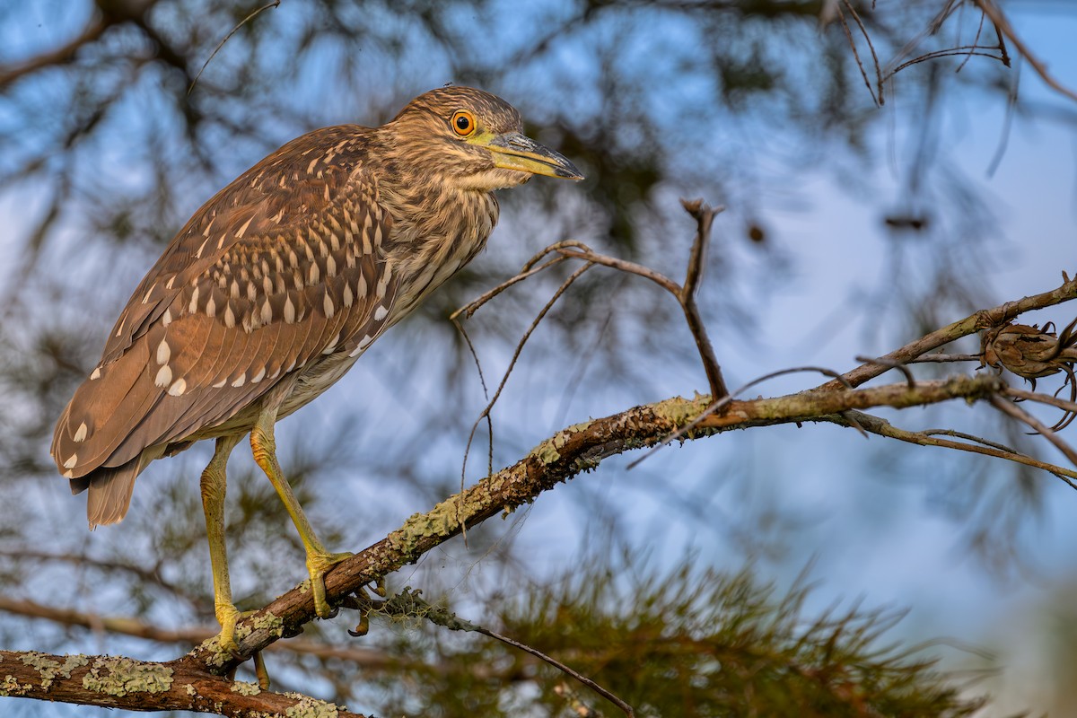 Black-crowned Night Heron - ML644751980