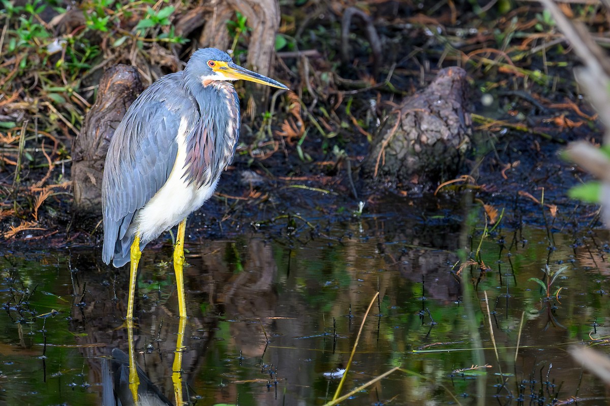 Tricolored Heron - ML644751990