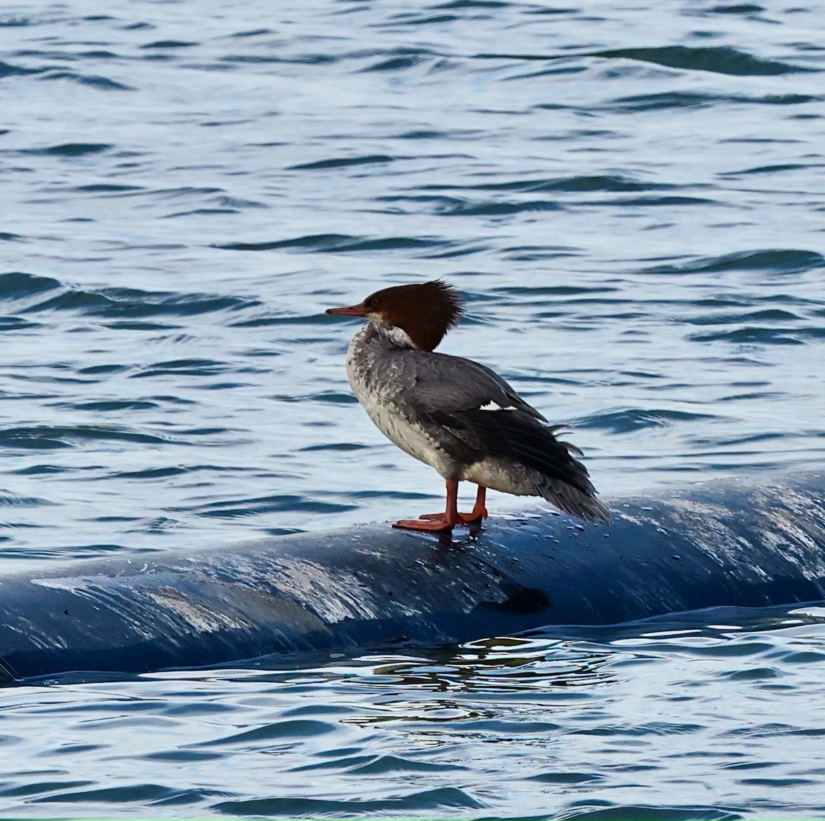 morčák velký - ML644752011