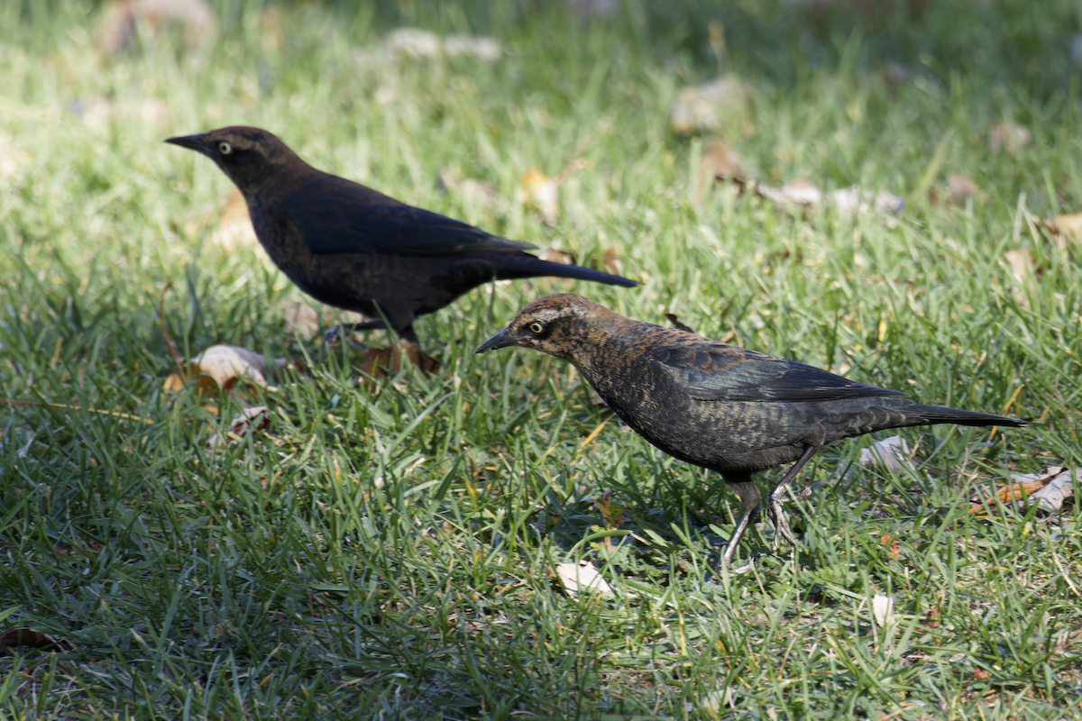Rusty Blackbird - ML644752014