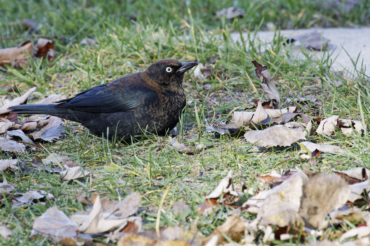 Rusty Blackbird - ML644752015