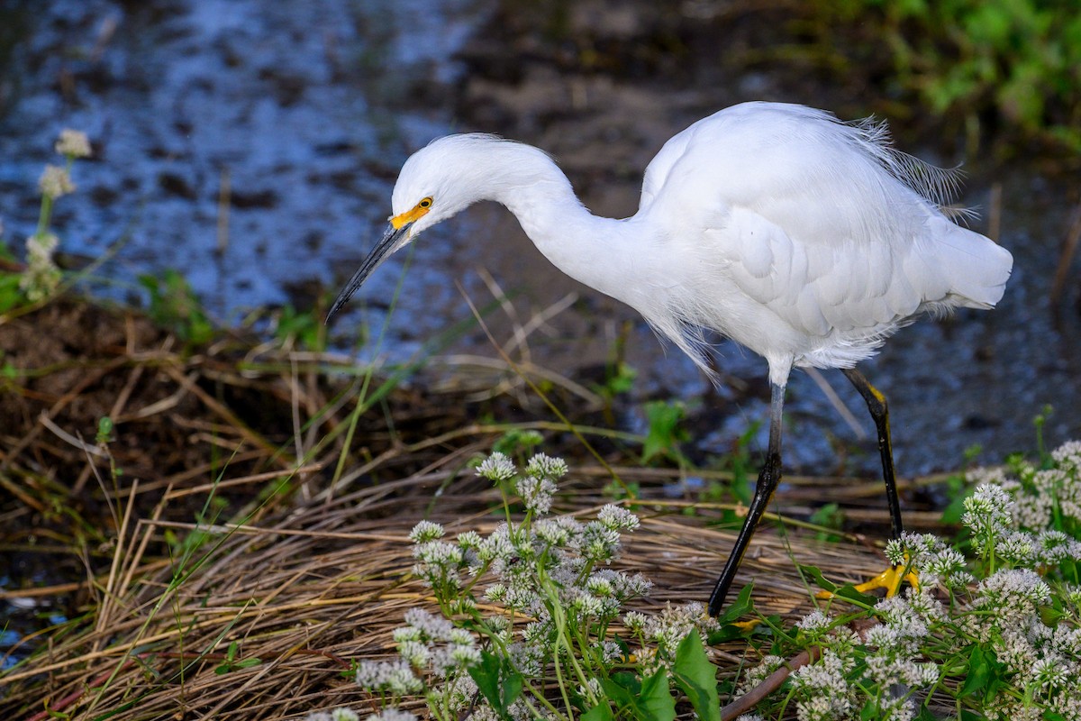 Snowy Egret - ML644752030