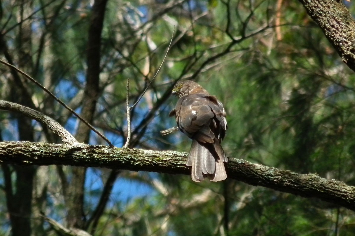 アカハラオオタカ - ML644752034