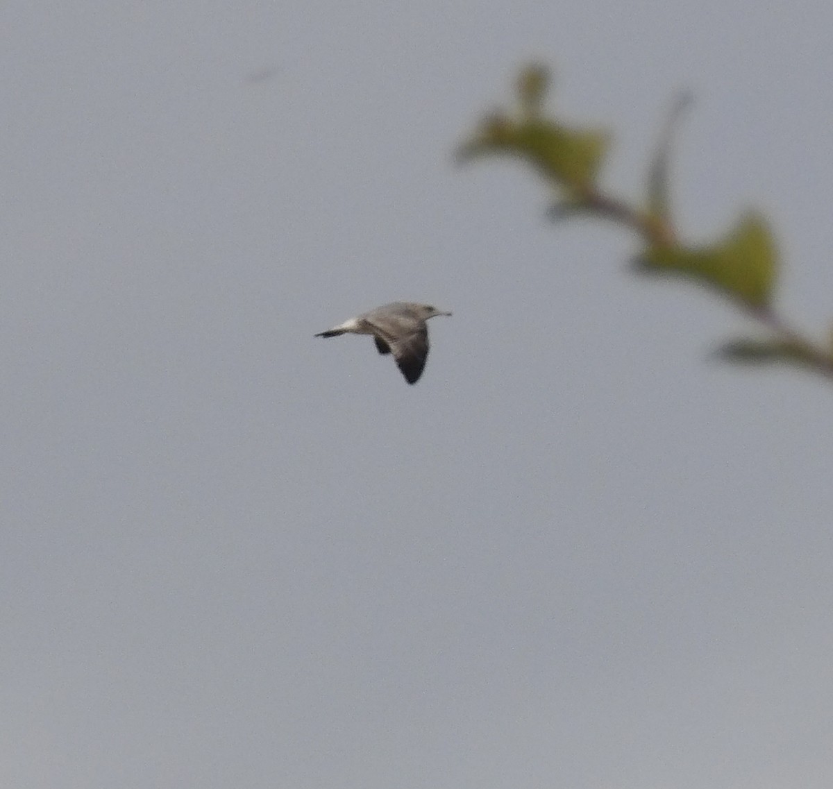 שחף בלתי-מזוהה - ML644752056