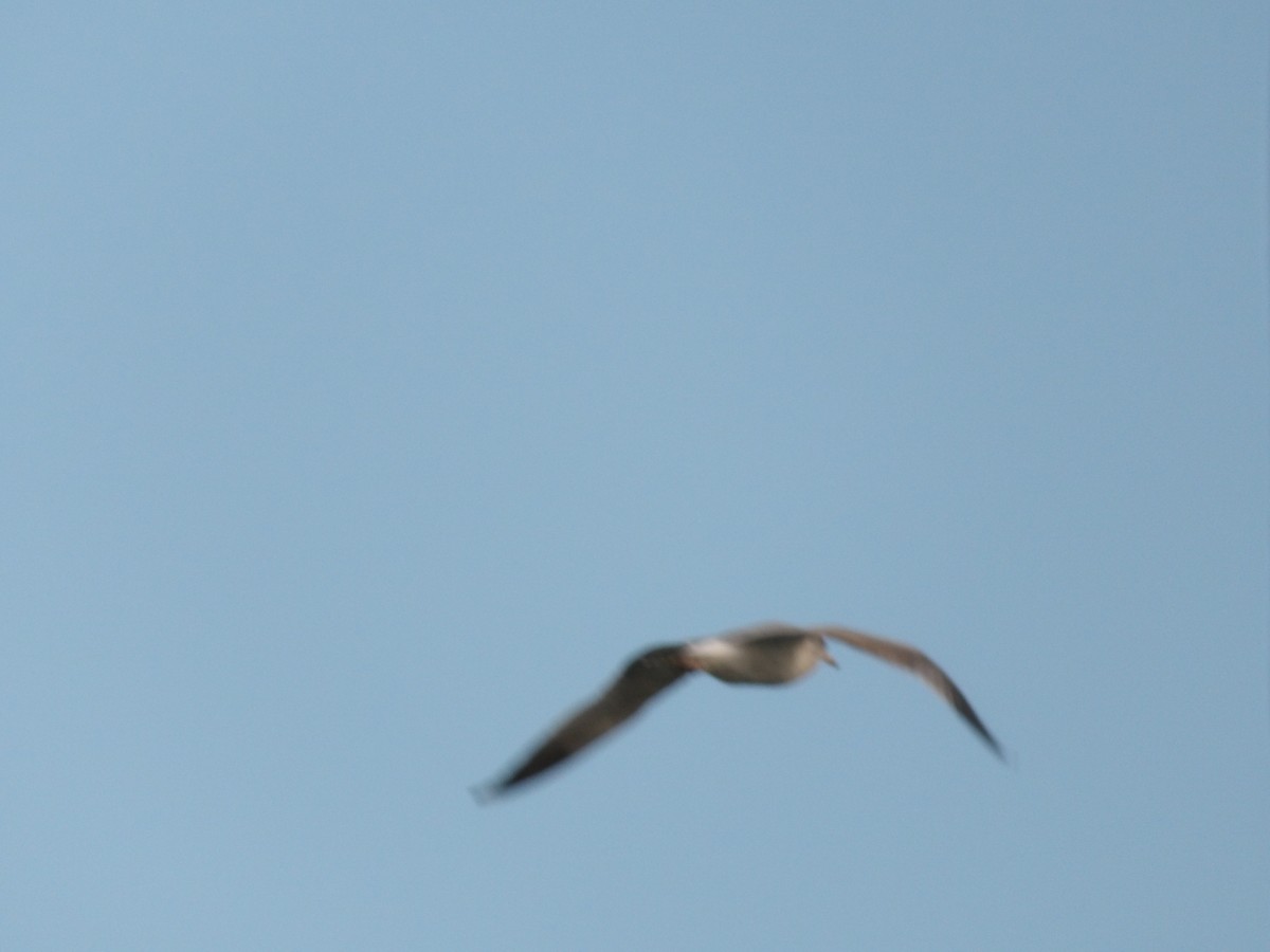 שחף בלתי-מזוהה - ML644752057